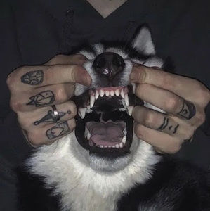 Meet your Posher, Bailey